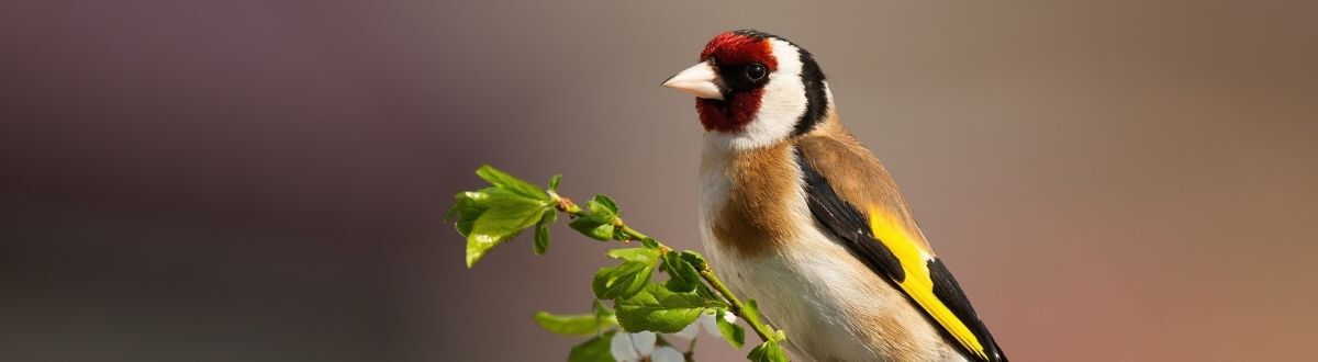 [paste advice page name here]